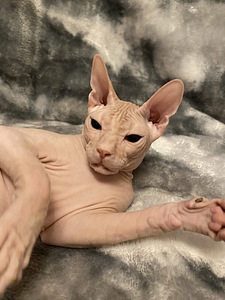 Donskoy sphynx (5 valokuva sivusta 5)