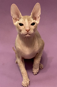 Sphynx (2 valokuva sivusta 3)