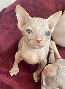 Donskoy sphynx (1 valokuva sivusta 3)