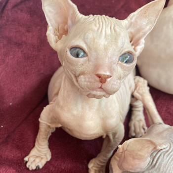 Donskoy sphynx