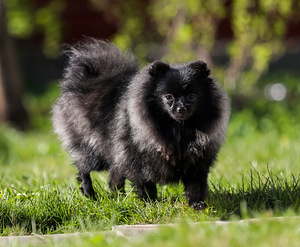 Pomeranian Merle spits (2 foto / 3)