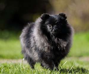 Pomeranian Merle spits (3 foto / 3)