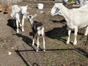 KITSEPIIM (2 foto / 2)