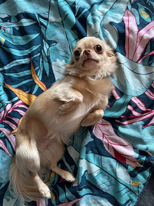 Chihuahua isane müük (3 foto / 8)