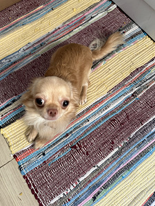 Chihuahua isane müük (8 foto / 8)
