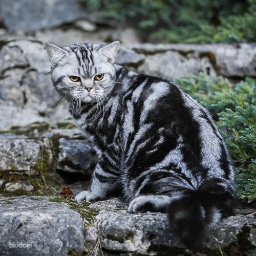 Eksklusiivne briti kassipoeg (foto #1)