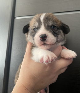 Walesi corgi pembroke (1 foto / 1)