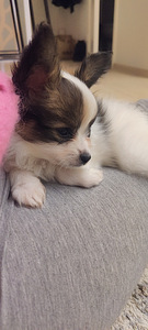Papillon kutsikad (1 foto / 2)