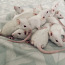 Крысы "Дамбо" (фото #1)