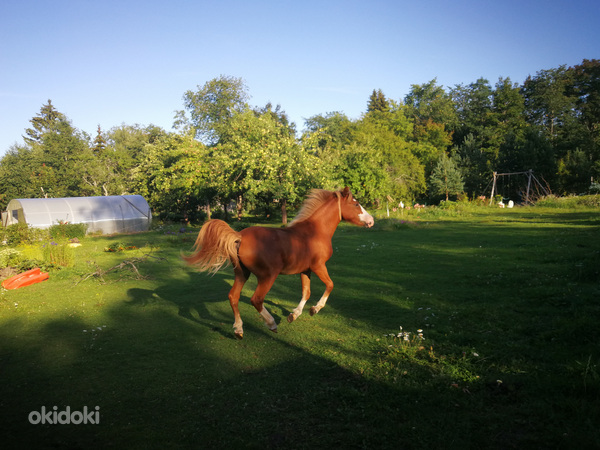Hobune sport poni noor poiss Pass Olemas (foto #2)