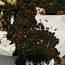 Kompostiussid (foto #3)