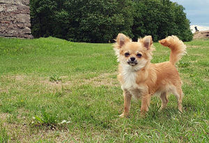 Chihuahua (1 foto / 2)