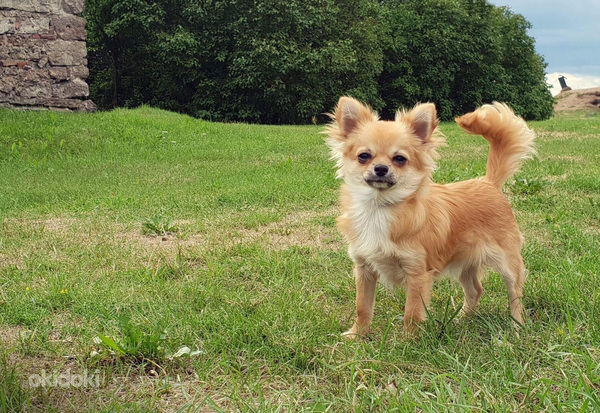 Chihuahua (фото #1)