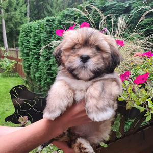 Lhasa apso