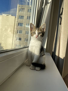 Отдам котенка (1 фото из 4)