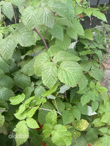 Aedmaasika, aedvaarika, kuumaasika taimed