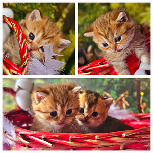 Золотые котята (2 фото из 10)