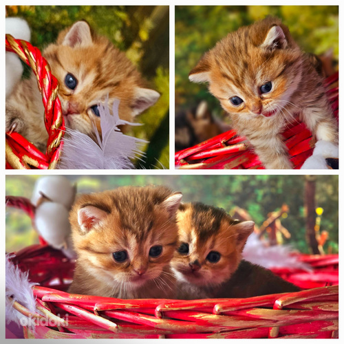 Kuldsed kassipojad (foto #2)
