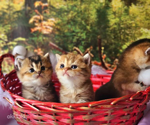 Kuldsed kassipojad (foto #3)