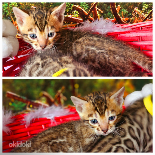 Бенгальские котята (фото #5)