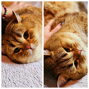 Briti kuldne chinchilla (5 foto / 6)