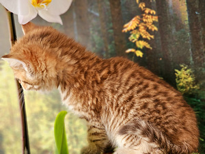 Британский котёнок (7 фото из 7)