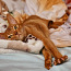 Абиссинские котята (фото #2)
