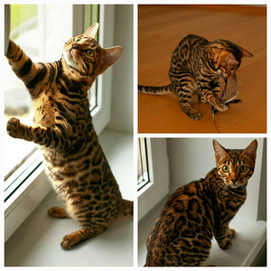 Bengal 31.08 Tallinn (10 foto / 10)