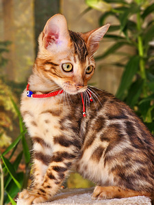 Bengal (4 foto / 10)