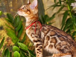 Bengal (5 foto / 10)