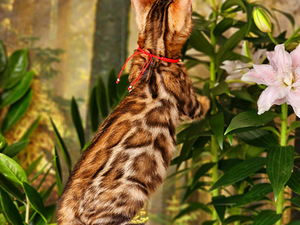 Bengal (8 foto / 10)