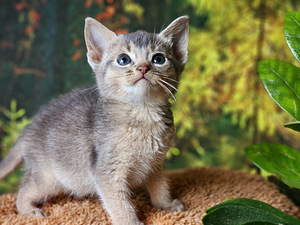 Абиссинская (3 фото из 8)
