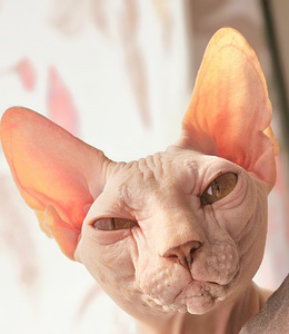 Canadian sphynx