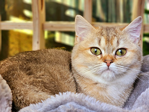 Британский котёнок (1 фото из 10)