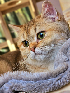 Британский котёнок (6 фото из 10)