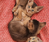 Abyssinian