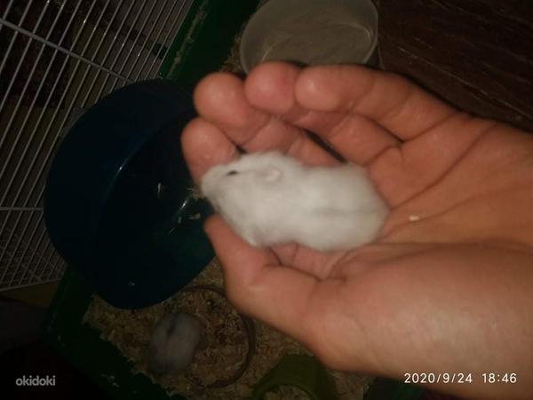Hamster (foto #1)