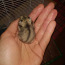 Hamster (foto #3)