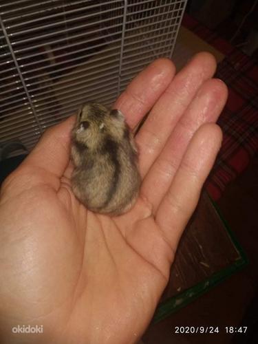 Hamster (foto #3)