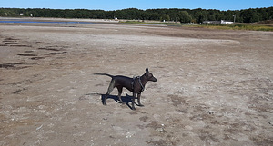 Xoloitzcuintle, xolo. Mehhiko karvutu koer (5 foto / 7)