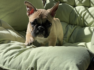 Prantsuse Bulldogi kutsikad (2 foto / 6)
