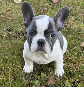 Prantsuse Bulldogi kutsikad Blue-fawn värvi (5 foto / 5)