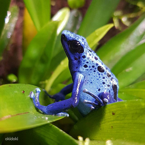 Лягушка древолаз - Dendrobates tinctorius azureus (2 фото из 3)