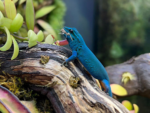 Геккон Lygodactylus Williamsi (2 фото из 3)