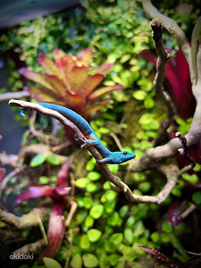 Lygodactylus Williamsi geko (1 foto / 3)