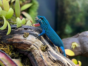 Lygodactylus Williamsi geko (3 foto / 3)