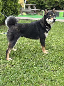 Shiba Inu (2 foto / 4)