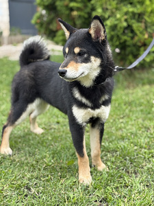 Shiba Inu (3 foto / 4)