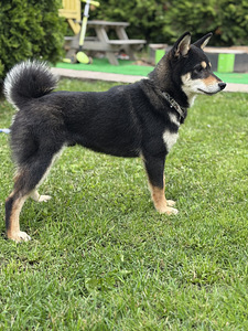Shiba Inu (4 foto / 4)