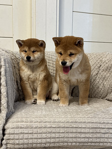Shiba inu (3 foto / 6)